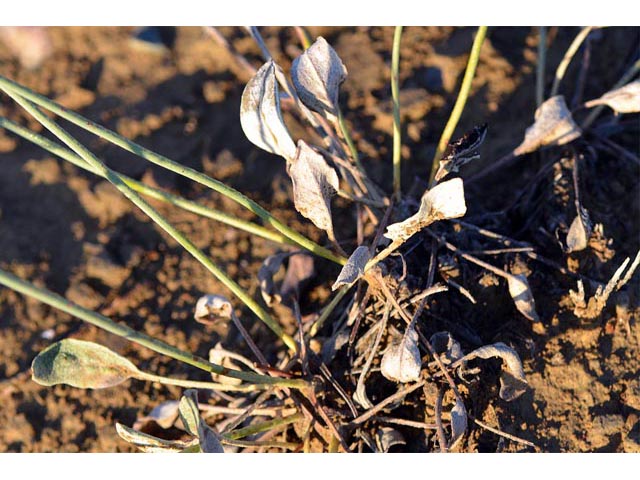 Eriogonum batemanii (Bateman's buckwheat) #50626