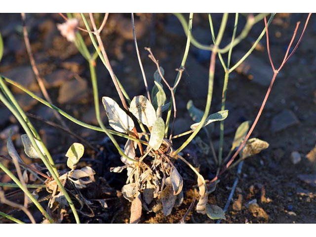 Eriogonum batemanii (Bateman's buckwheat) #50627