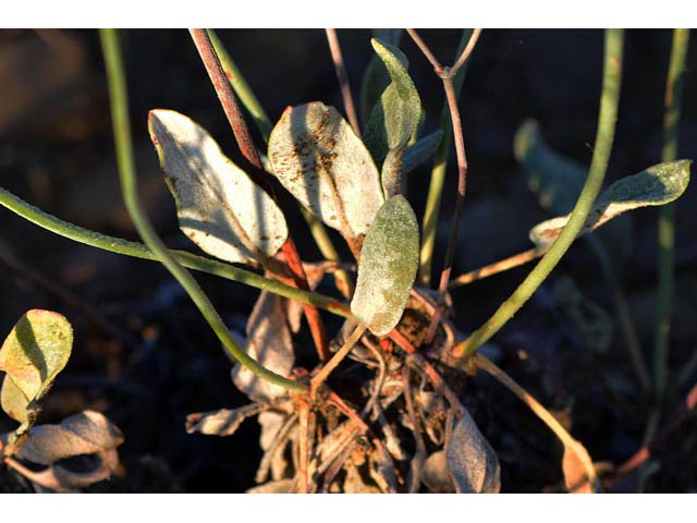 Eriogonum batemanii (Bateman's buckwheat) #50628