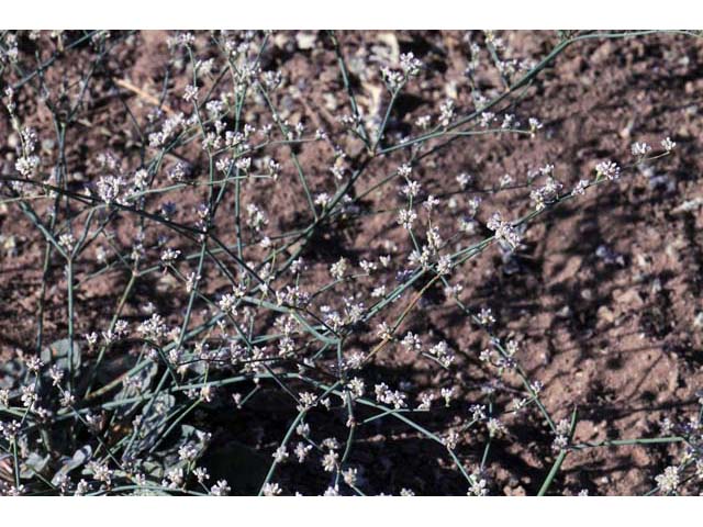 Eriogonum bifurcatum (Pahrump valley buckwheat) #50637