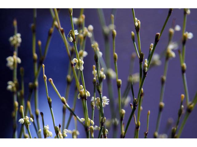 Eriogonum brachyanthum (Shortflower buckwheat) #50655