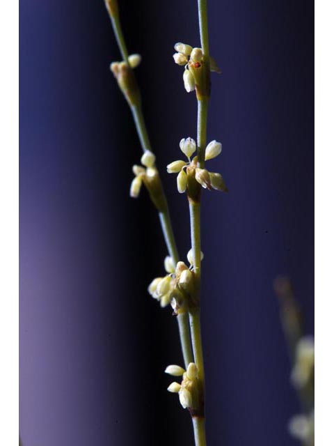 Eriogonum brachyanthum (Shortflower buckwheat) #50663