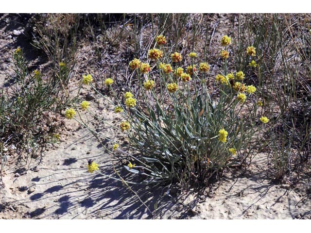 Eriogonum brevicaule var. laxifolium (Shortstem buckwheat) #50665