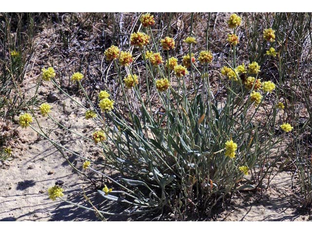 Eriogonum brevicaule var. laxifolium (Shortstem buckwheat) #50666