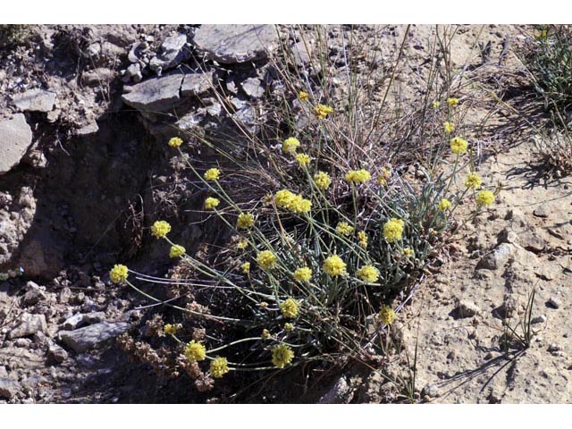 Eriogonum brevicaule var. laxifolium (Shortstem buckwheat) #50667