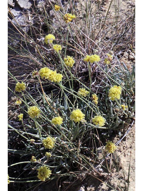 Eriogonum brevicaule var. laxifolium (Shortstem buckwheat) #50668