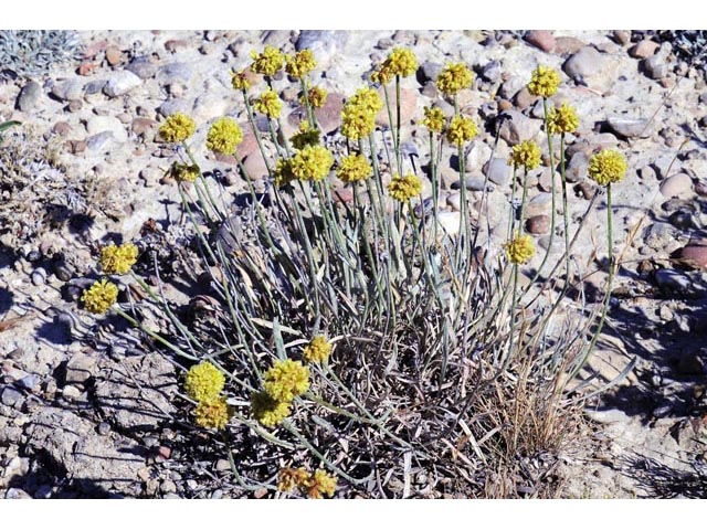 Eriogonum brevicaule var. laxifolium (Shortstem buckwheat) #50669