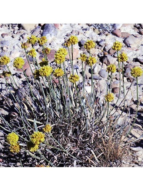 Eriogonum brevicaule var. laxifolium (Shortstem buckwheat) #50670