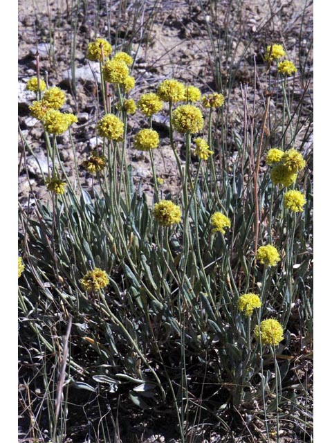 Eriogonum brevicaule var. laxifolium (Shortstem buckwheat) #50671