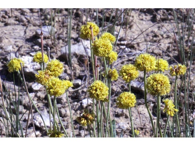 Eriogonum brevicaule var. laxifolium (Shortstem buckwheat) #50672