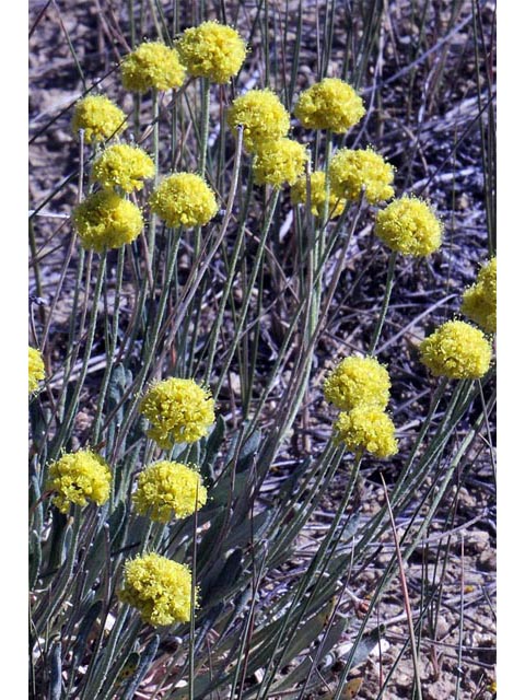 Eriogonum brevicaule var. laxifolium (Shortstem buckwheat) #50673