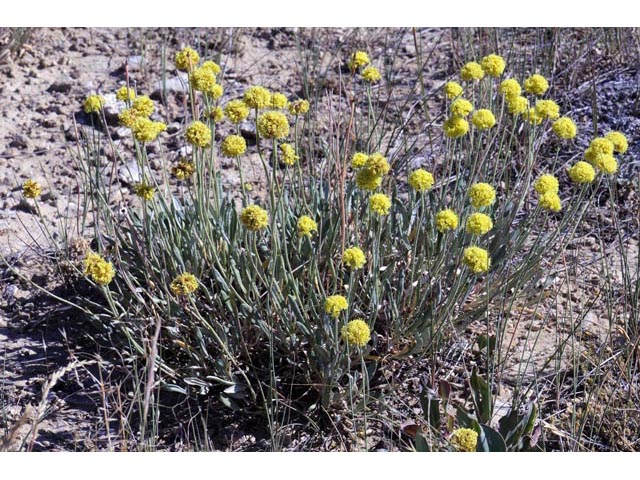 Eriogonum brevicaule var. laxifolium (Shortstem buckwheat) #50674