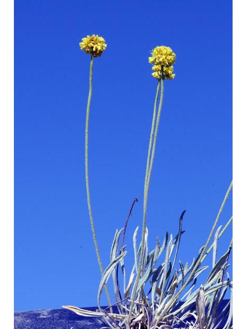 Eriogonum brevicaule var. laxifolium (Shortstem buckwheat) #50675