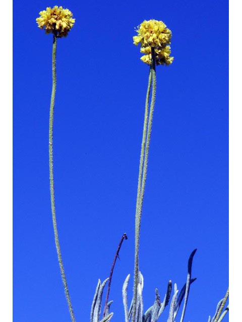 Eriogonum brevicaule var. laxifolium (Shortstem buckwheat) #50676