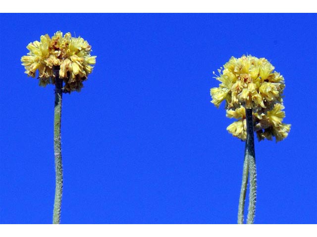 Eriogonum brevicaule var. laxifolium (Shortstem buckwheat) #50677