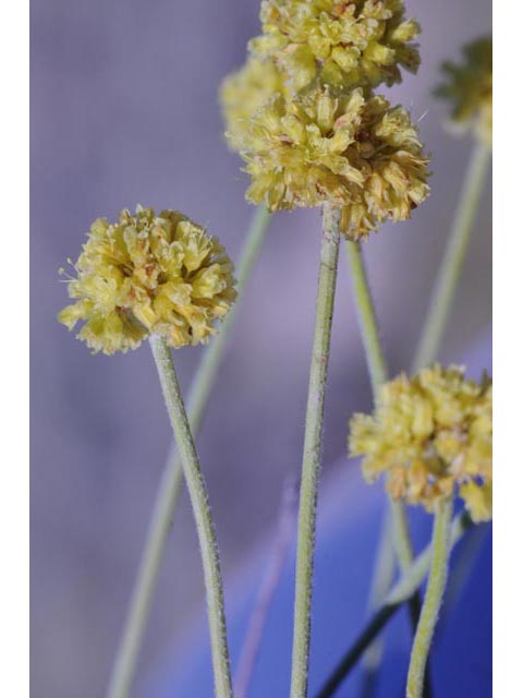 Eriogonum brevicaule var. laxifolium (Shortstem buckwheat) #50678