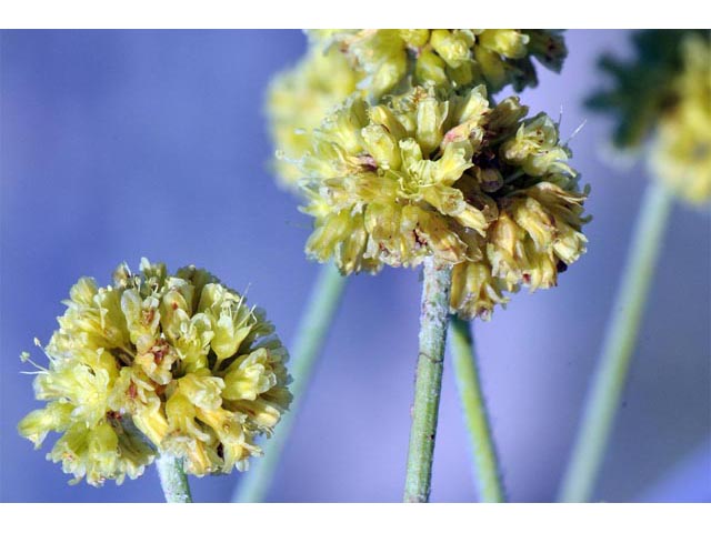 Eriogonum brevicaule var. laxifolium (Shortstem buckwheat) #50679