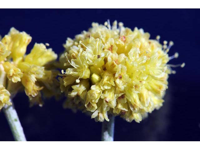 Eriogonum brevicaule var. laxifolium (Shortstem buckwheat) #50680