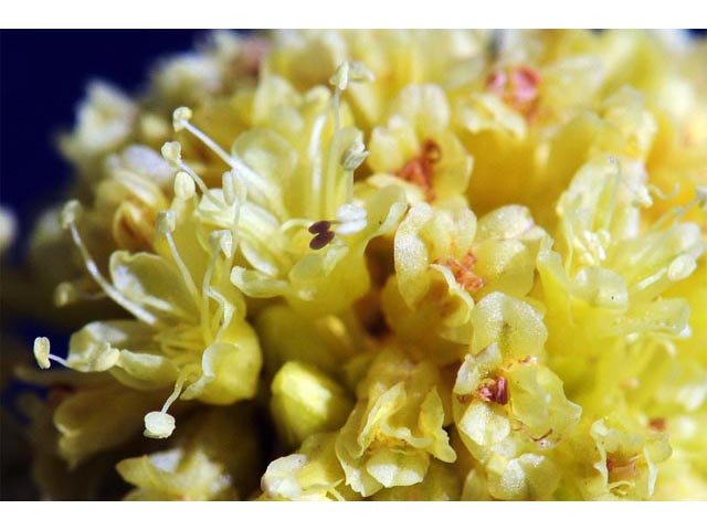 Eriogonum brevicaule var. laxifolium (Shortstem buckwheat) #50681