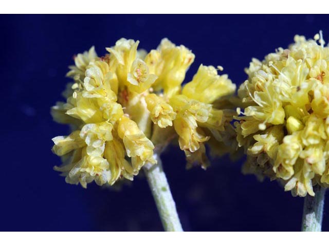 Eriogonum brevicaule var. laxifolium (Shortstem buckwheat) #50682