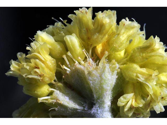 Eriogonum brevicaule var. laxifolium (Shortstem buckwheat) #50684