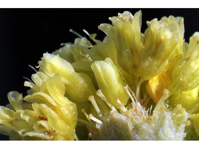 Eriogonum brevicaule var. laxifolium (Shortstem buckwheat) #50685