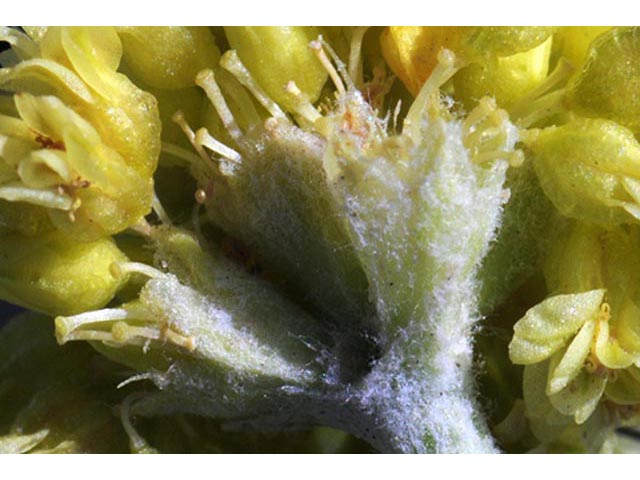 Eriogonum brevicaule var. laxifolium (Shortstem buckwheat) #50686