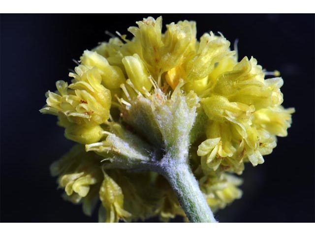 Eriogonum brevicaule var. laxifolium (Shortstem buckwheat) #50687