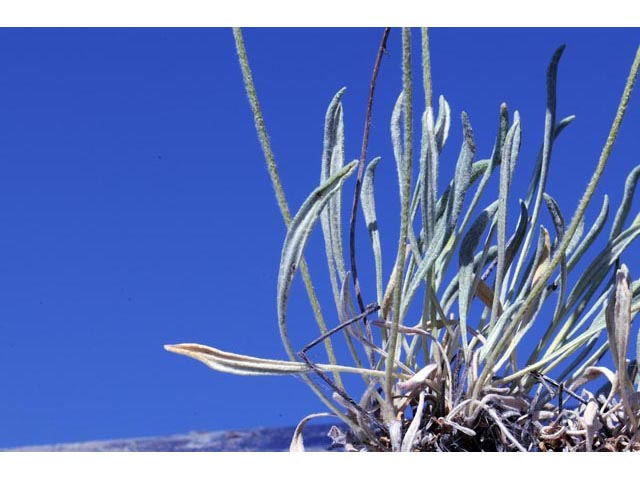 Eriogonum brevicaule var. laxifolium (Shortstem buckwheat) #50688