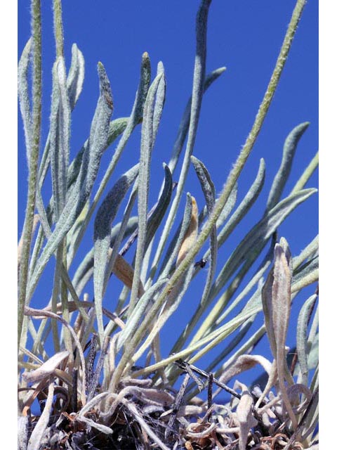 Eriogonum brevicaule var. laxifolium (Shortstem buckwheat) #50689