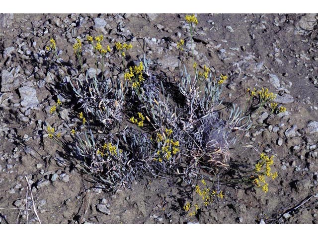 Eriogonum brevicaule (Shortstem buckwheat) #50692