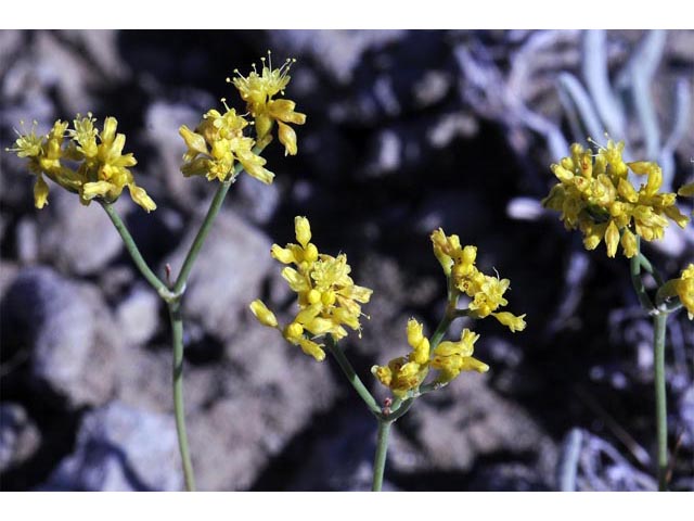 Eriogonum brevicaule (Shortstem buckwheat) #50694