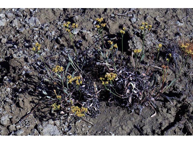 Eriogonum brevicaule (Shortstem buckwheat) #50697