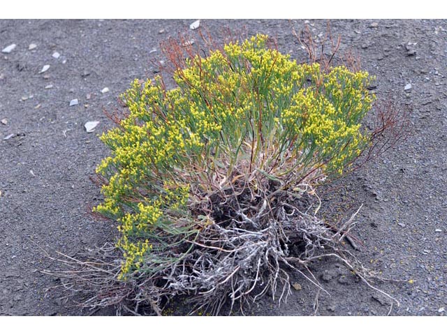 Eriogonum brevicaule (Shortstem buckwheat) #50718