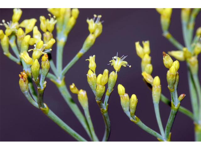 Eriogonum brevicaule (Shortstem buckwheat) #50727