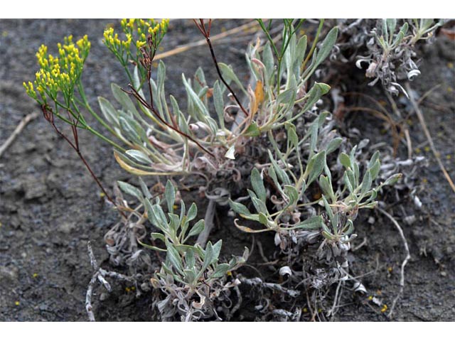Eriogonum brevicaule (Shortstem buckwheat) #50735