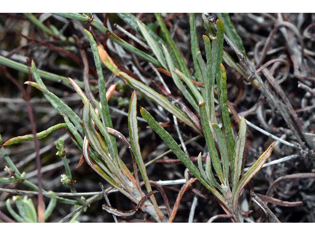 Eriogonum brevicaule (Shortstem buckwheat) #50755