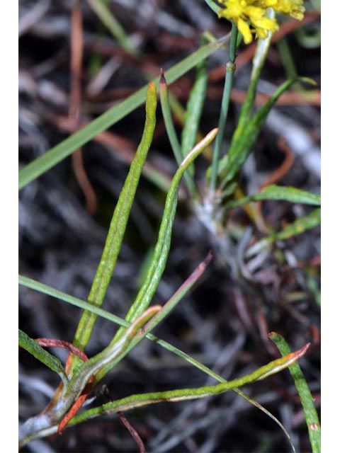 Eriogonum brevicaule (Shortstem buckwheat) #50757