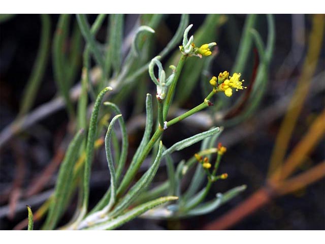 Eriogonum brevicaule (Shortstem buckwheat) #50761