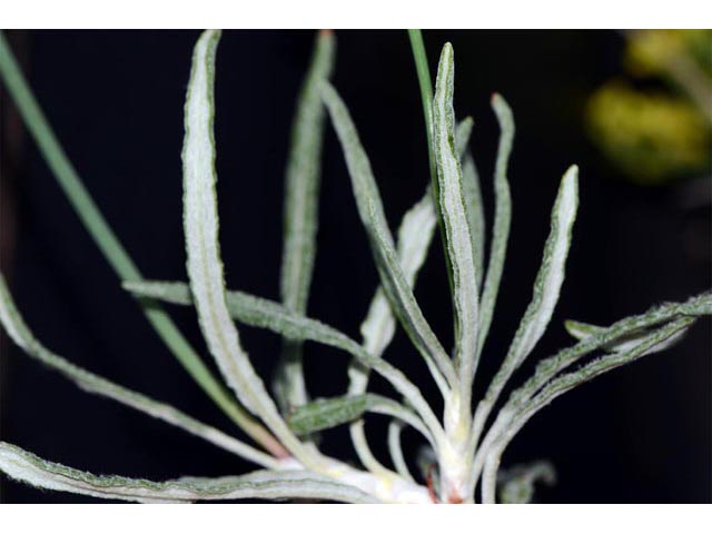 Eriogonum brevicaule (Shortstem buckwheat) #50775