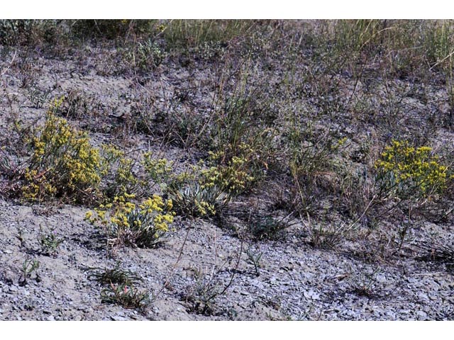 Eriogonum brevicaule var. brevicaule (Shortstem buckwheat) #50781