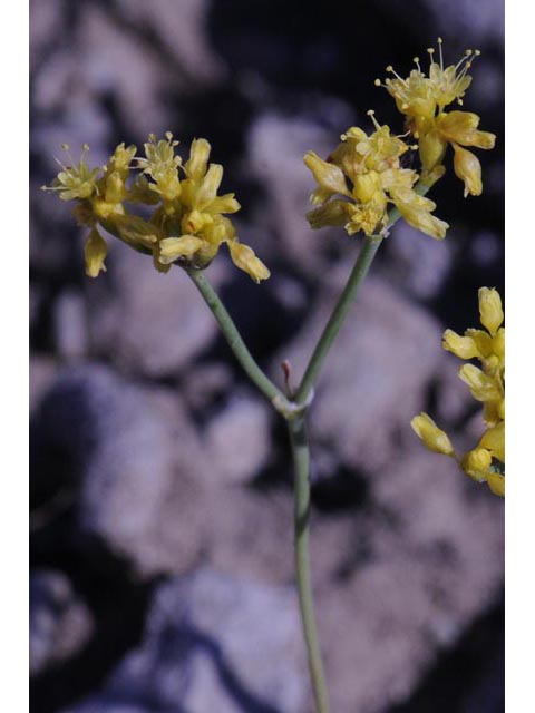 Eriogonum brevicaule var. brevicaule (Shortstem buckwheat) #50786