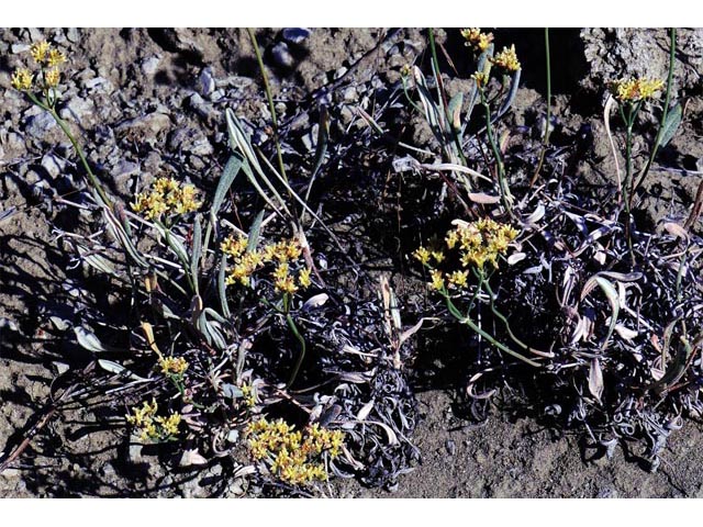 Eriogonum brevicaule var. brevicaule (Shortstem buckwheat) #50789