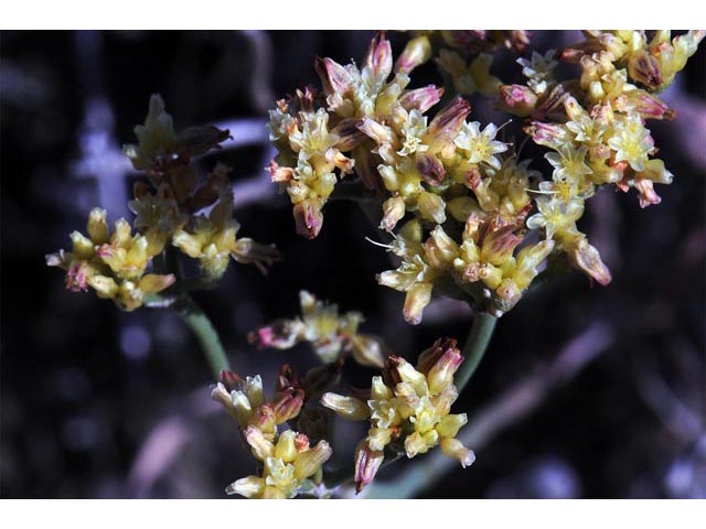 Eriogonum brevicaule var. brevicaule (Shortstem buckwheat) #50790