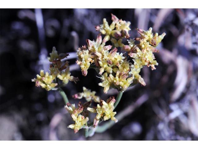 Eriogonum brevicaule var. brevicaule (Shortstem buckwheat) #50791