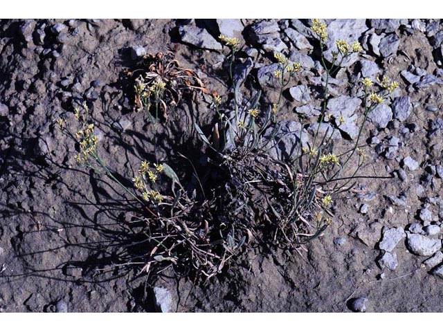 Eriogonum brevicaule var. brevicaule (Shortstem buckwheat) #50792
