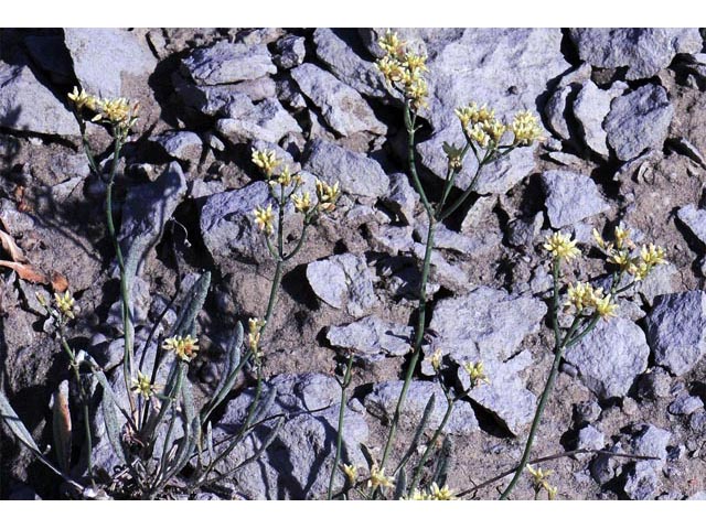 Eriogonum brevicaule var. brevicaule (Shortstem buckwheat) #50793