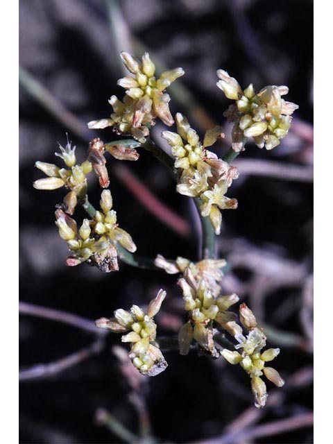 Eriogonum brevicaule var. brevicaule (Shortstem buckwheat) #50794