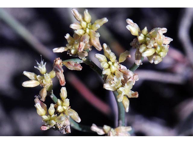 Eriogonum brevicaule var. brevicaule (Shortstem buckwheat) #50795