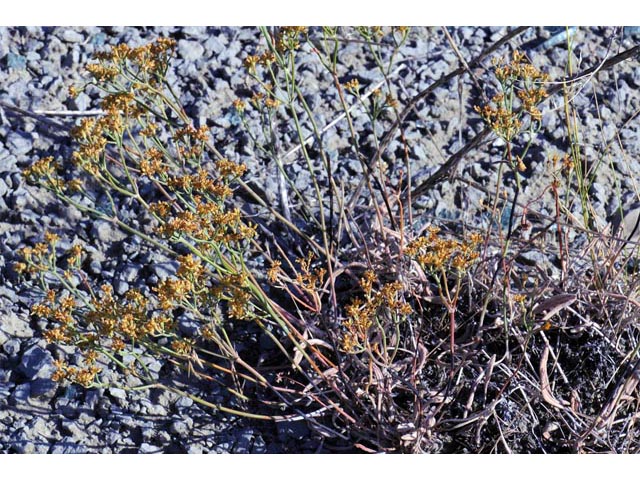 Eriogonum brevicaule var. brevicaule (Shortstem buckwheat) #50797